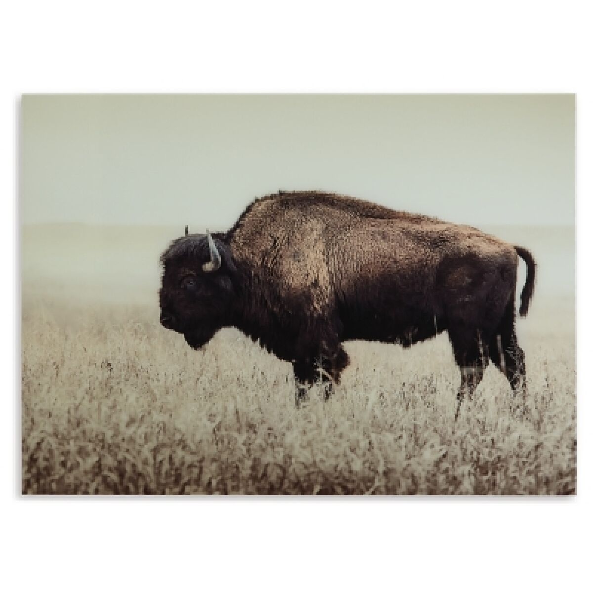 Brutus Wall Art - Image 4